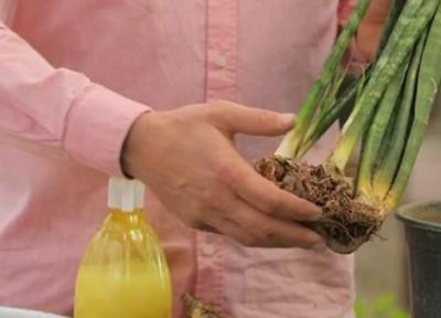 نحوه از بین بردن قارچ گیاهان آپارتمانی نحوه از بین بردن قارچ گیاهان آپارتمانی